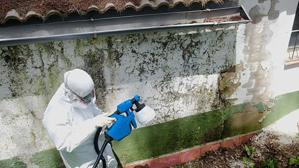 Top rated local Mold Inspection And Testing specialists in Douglas, MI